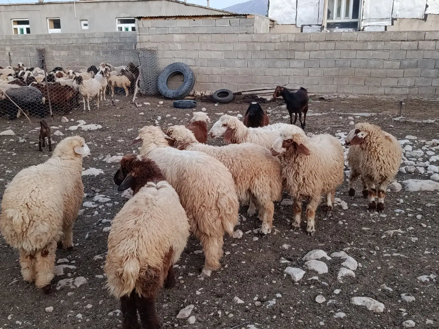 بره|حیوانات مزرعه|کارزان, |دیوار