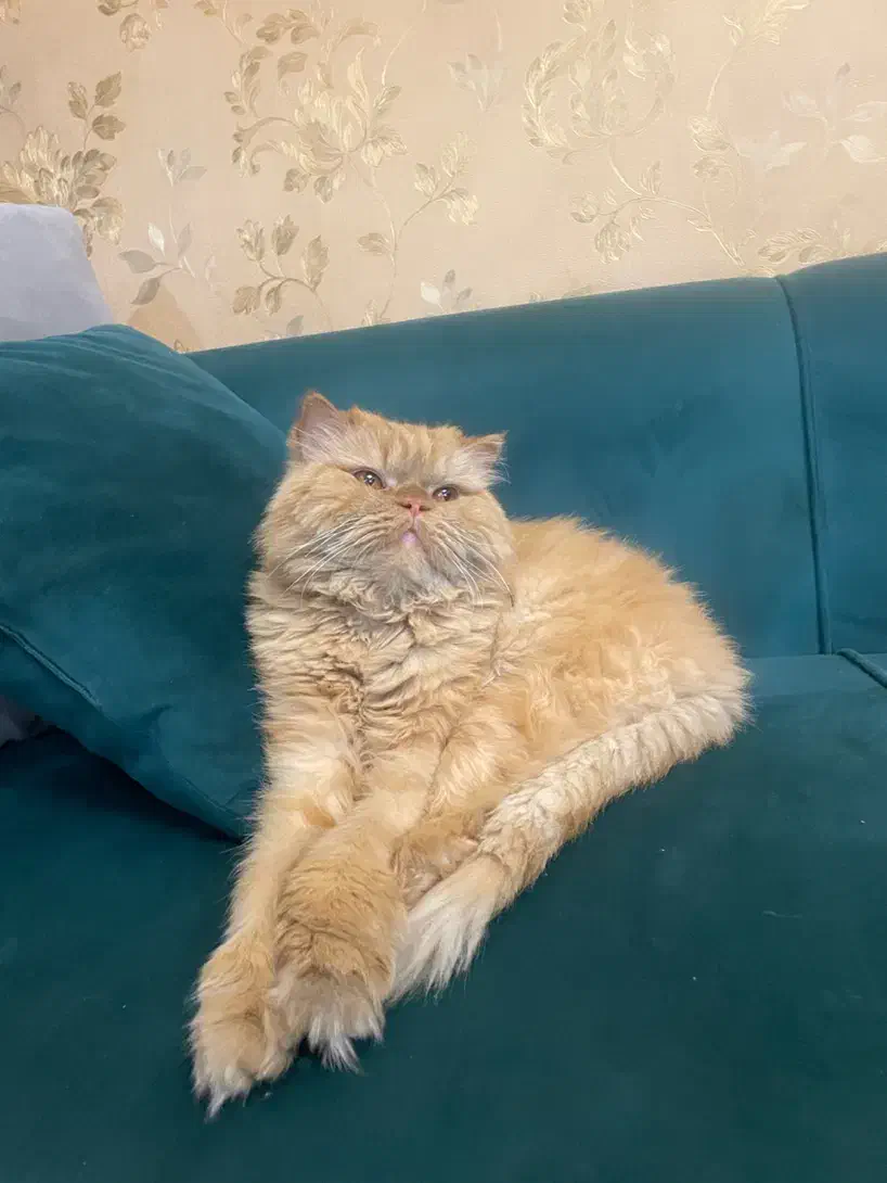 گربه پرشین|گربه|مشهد, شهرک امام هادی (شهرک غرب)|دیوار