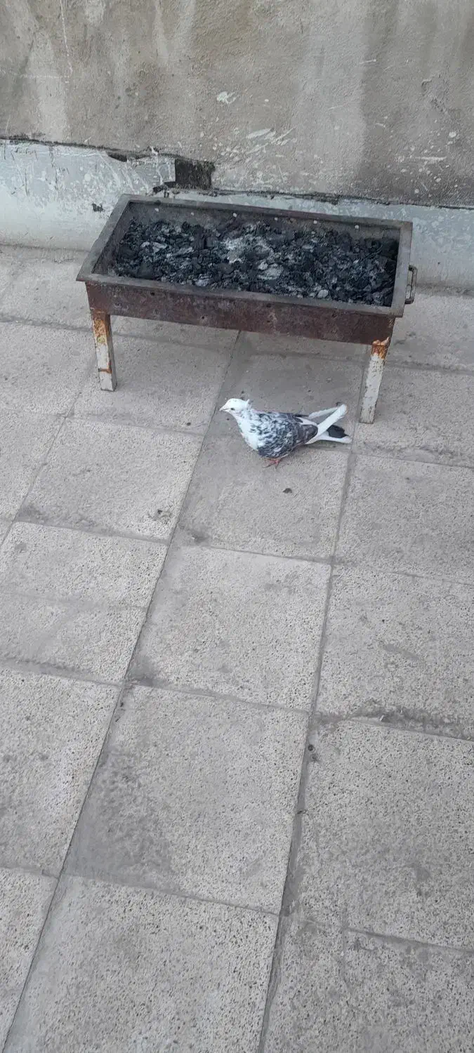 کفتر نر|پرنده|قرچک, زیبا شهر|دیوار