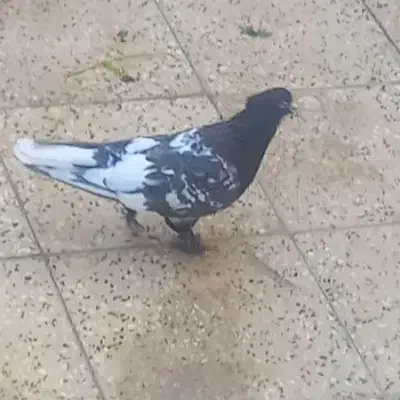 کله سرکه ای کاکل پاپر|پرنده|شیراز, شاهجیان|دیوار