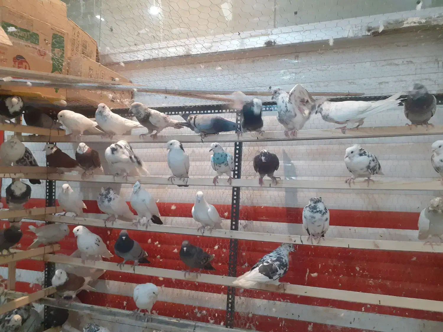 کبوترپرشی|پرنده|شهریار, شهرک مصطفی خمینی|دیوار