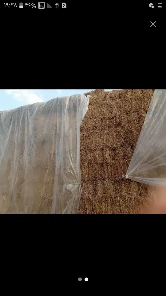 کاه شالی کمل|حیوانات مزرعه|مینودشت, |دیوار