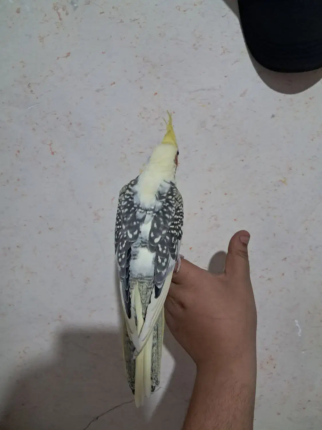 جوجه عروس هلندی|پرنده|اسلامشهر, مطهری|دیوار