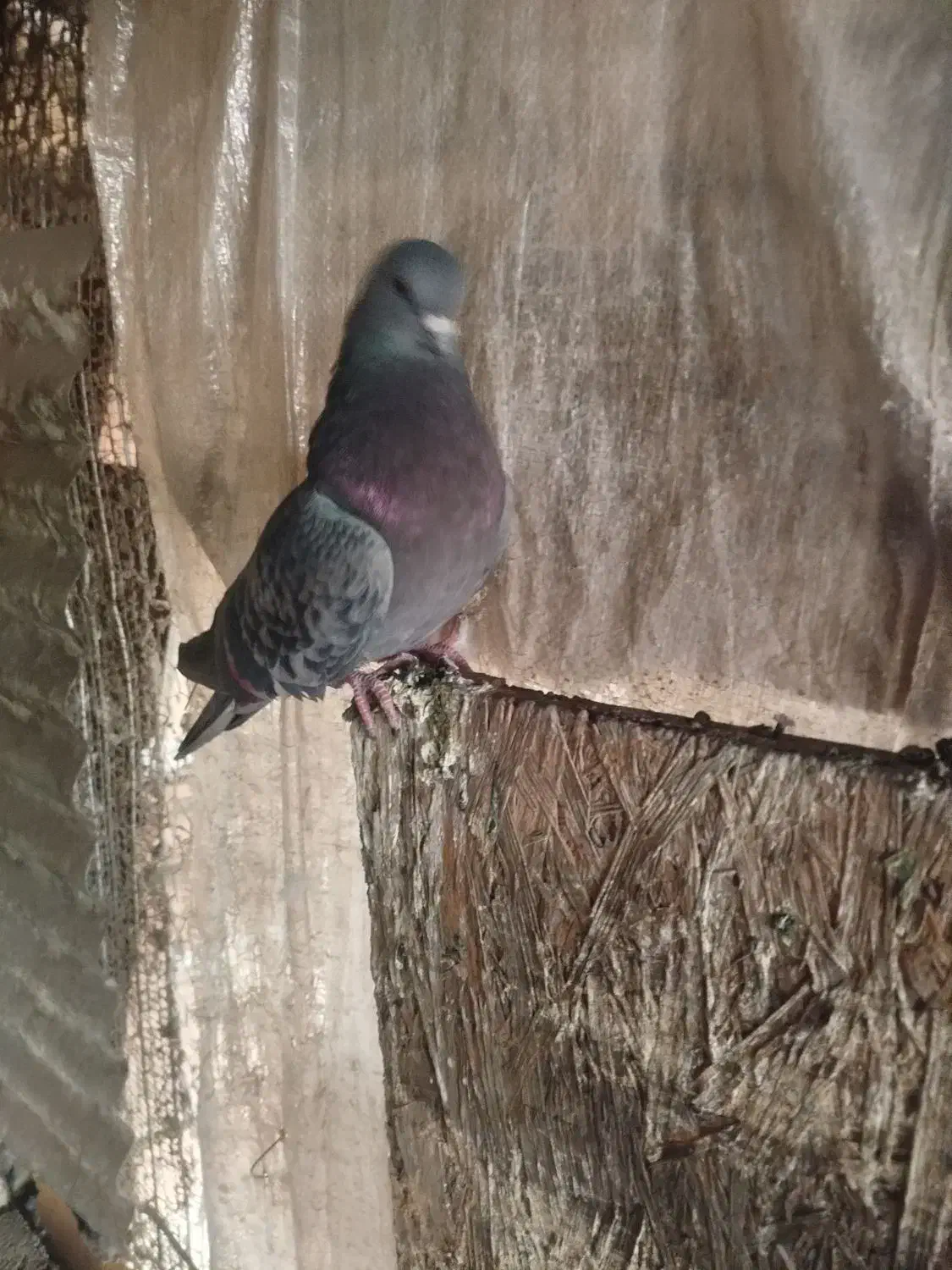 کبوتر ماده|پرنده|شهر ری, بازار آهن|دیوار