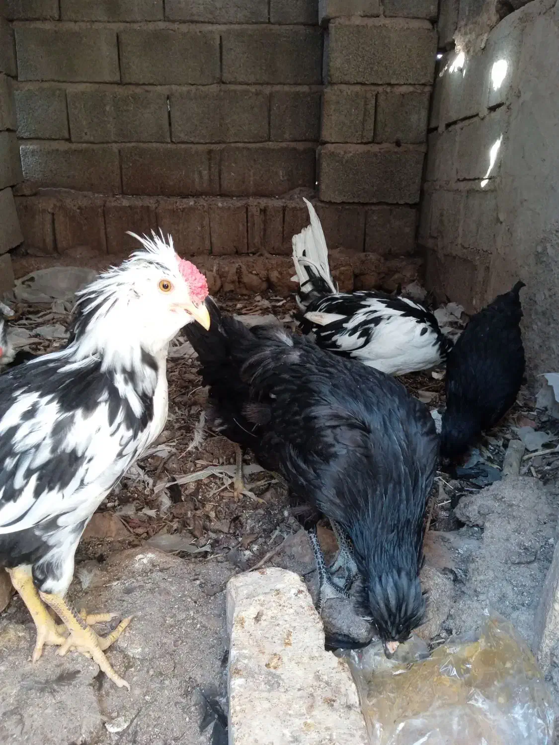 فروش یک جفت جوجه لاری ۴ ماهه و گلین ۵ ماهه اصل|حیوانات مزرعه|داراب, |دیوار