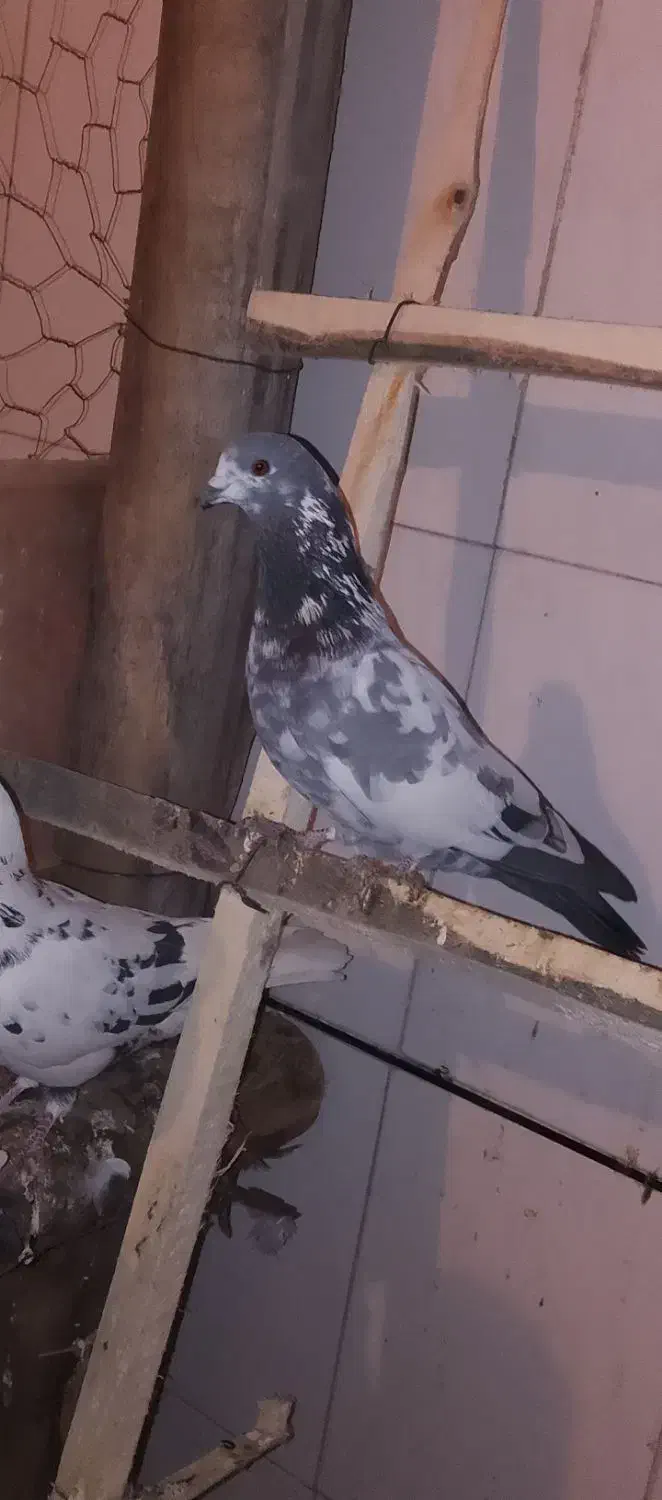 تهرونی|پرنده|کیار, |دیوار