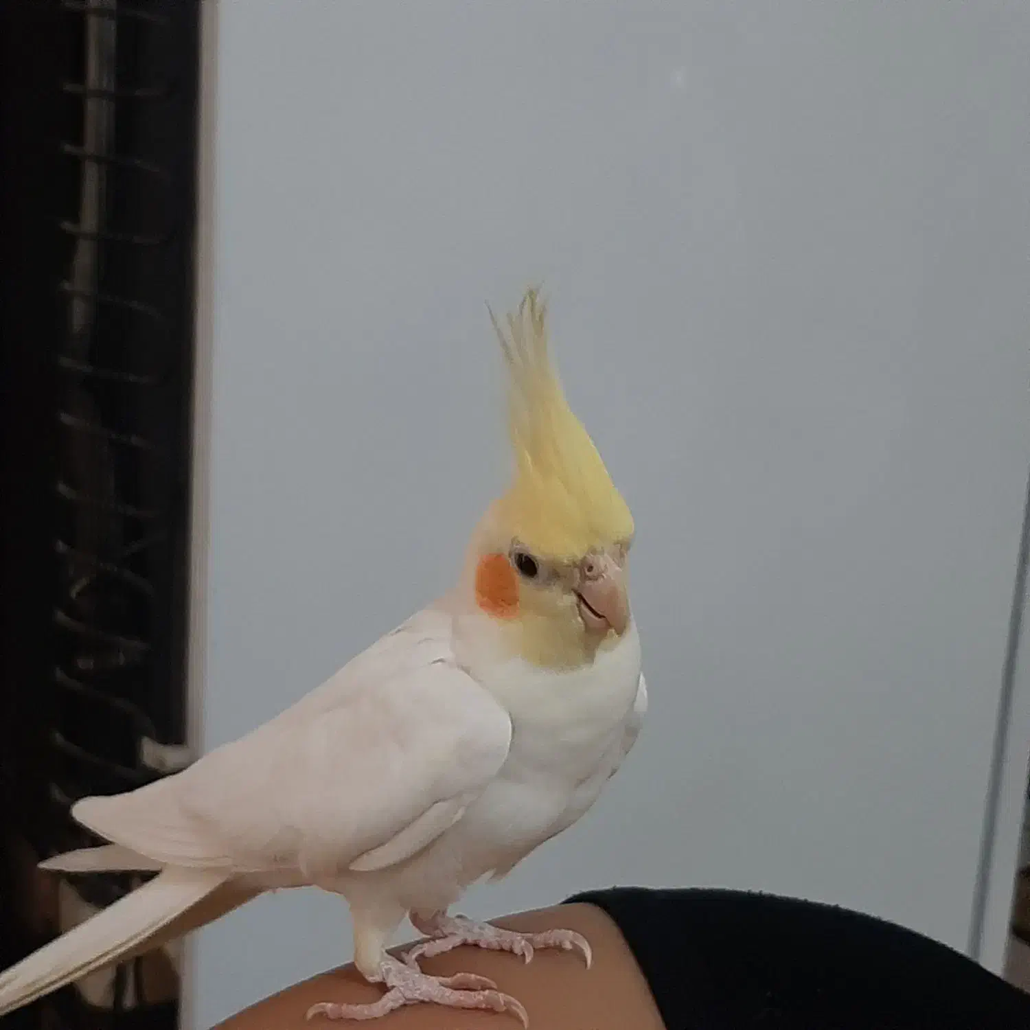 عروس هلندی|پرنده|اهواز, یوسفی|دیوار