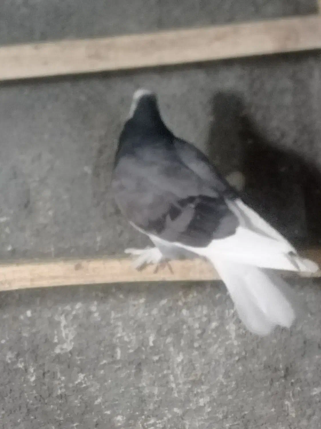 شازده آبی|حیوانات|نقده, |دیوار