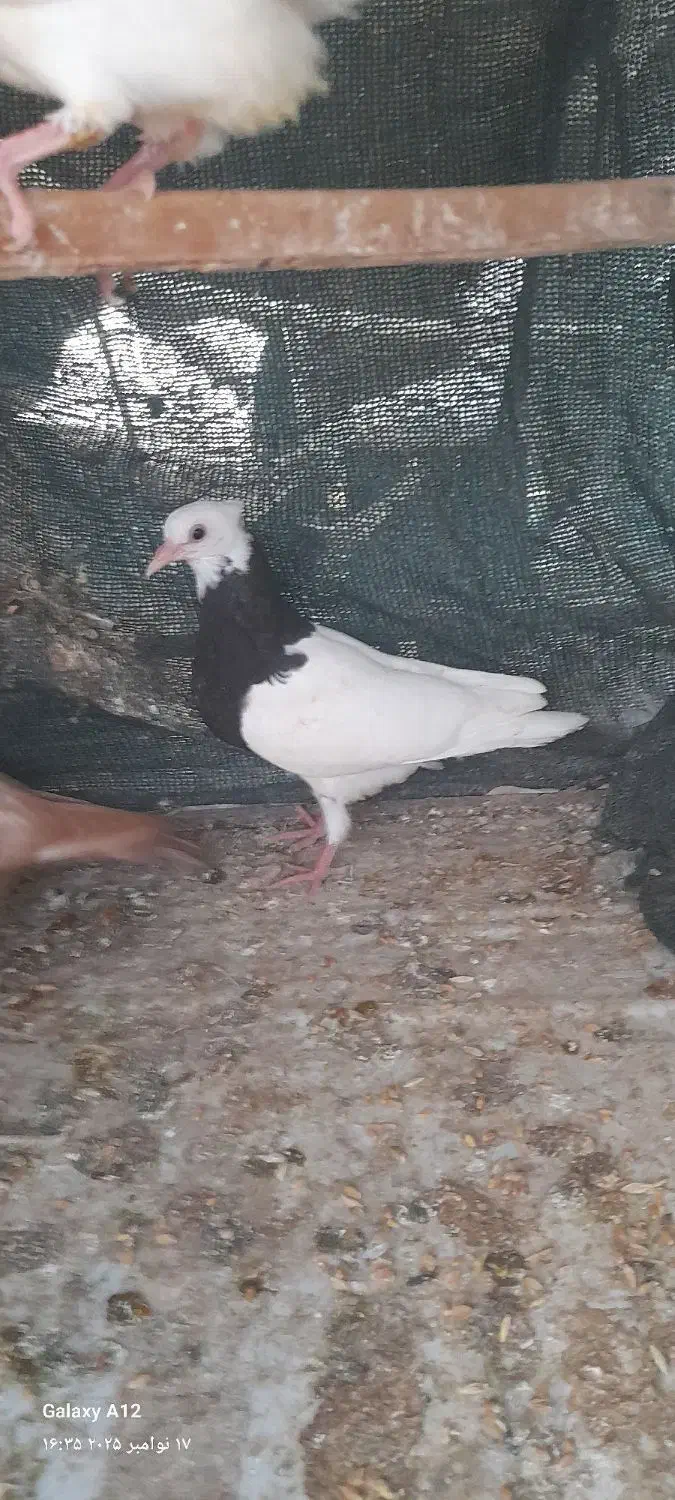 کفتر طوقی|پرنده|میناب, |دیوار