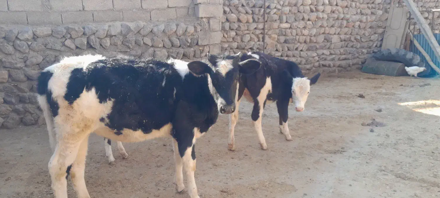 گوساله|حیوانات مزرعه|چگنی, |دیوار