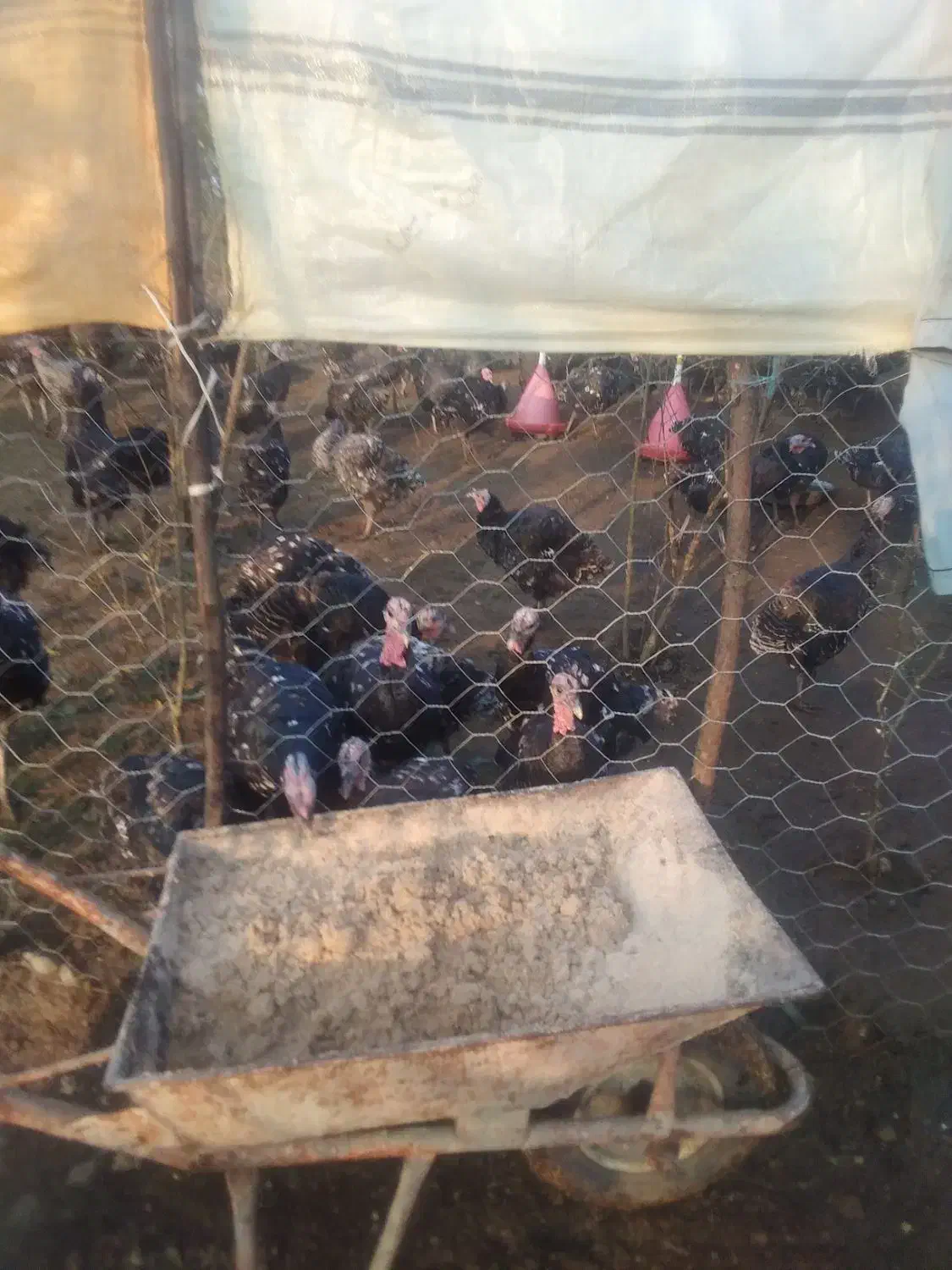 بوقلمون برنزی شش|حیوانات مزرعه|احمدسرگوراب, |دیوار