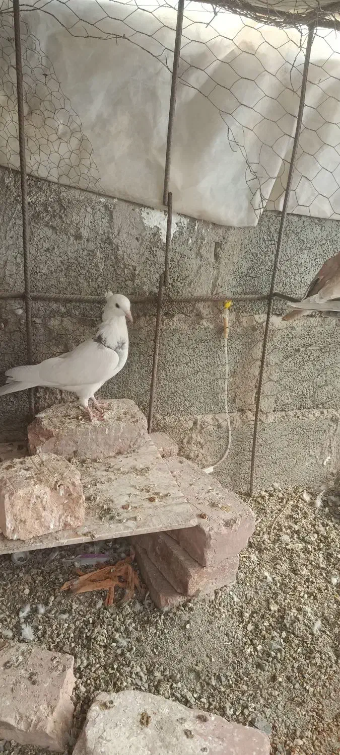 طوقی|پرنده|خاش, |دیوار