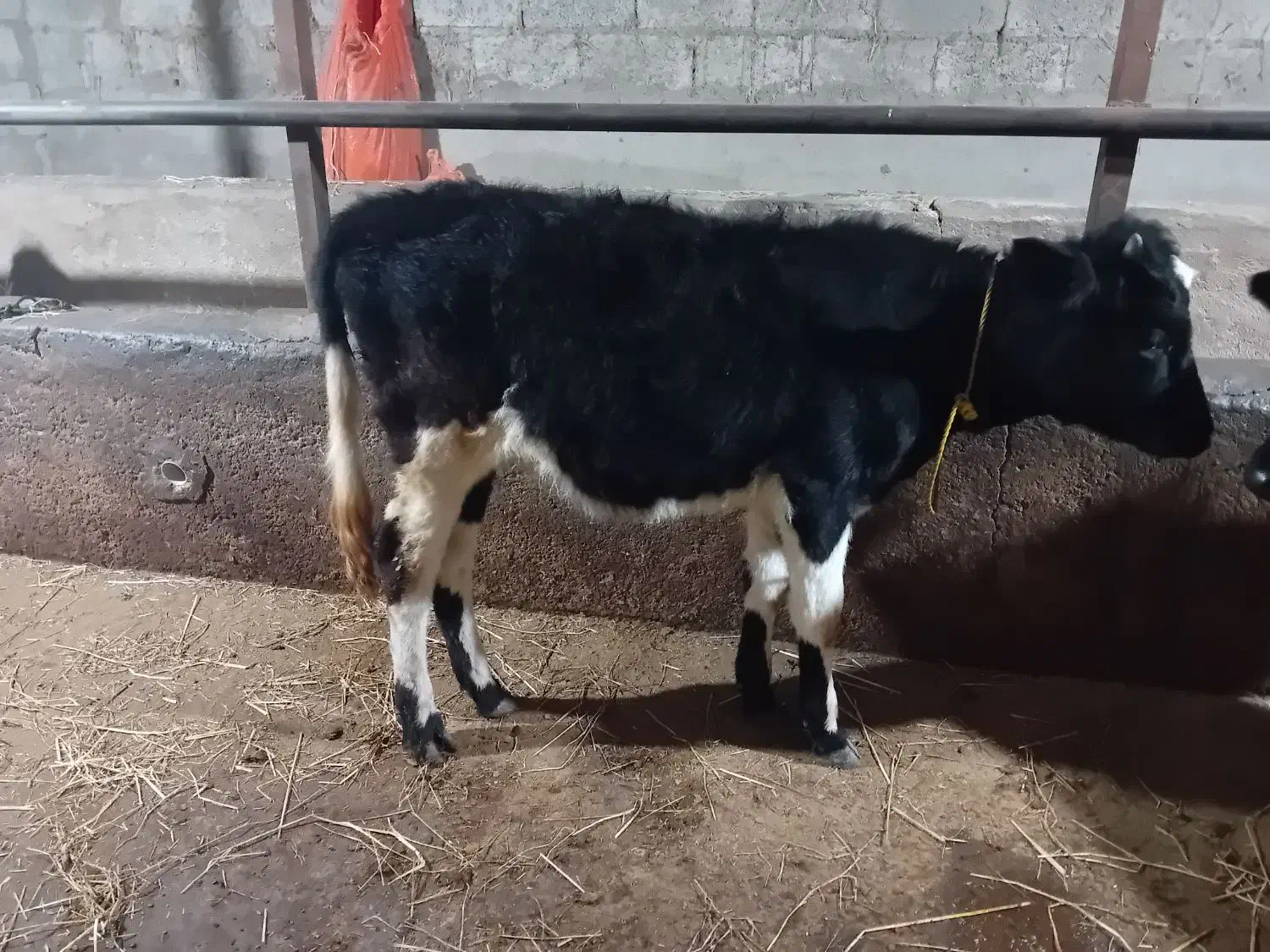 فروش لیشه|حیوانات مزرعه|ماکلوان, |دیوار