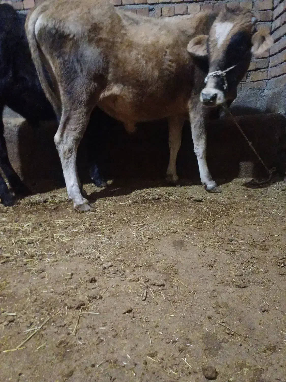 دوعدد گوساله نر مخصوص پای پروار|حیوانات مزرعه|حسین آباد, |دیوار