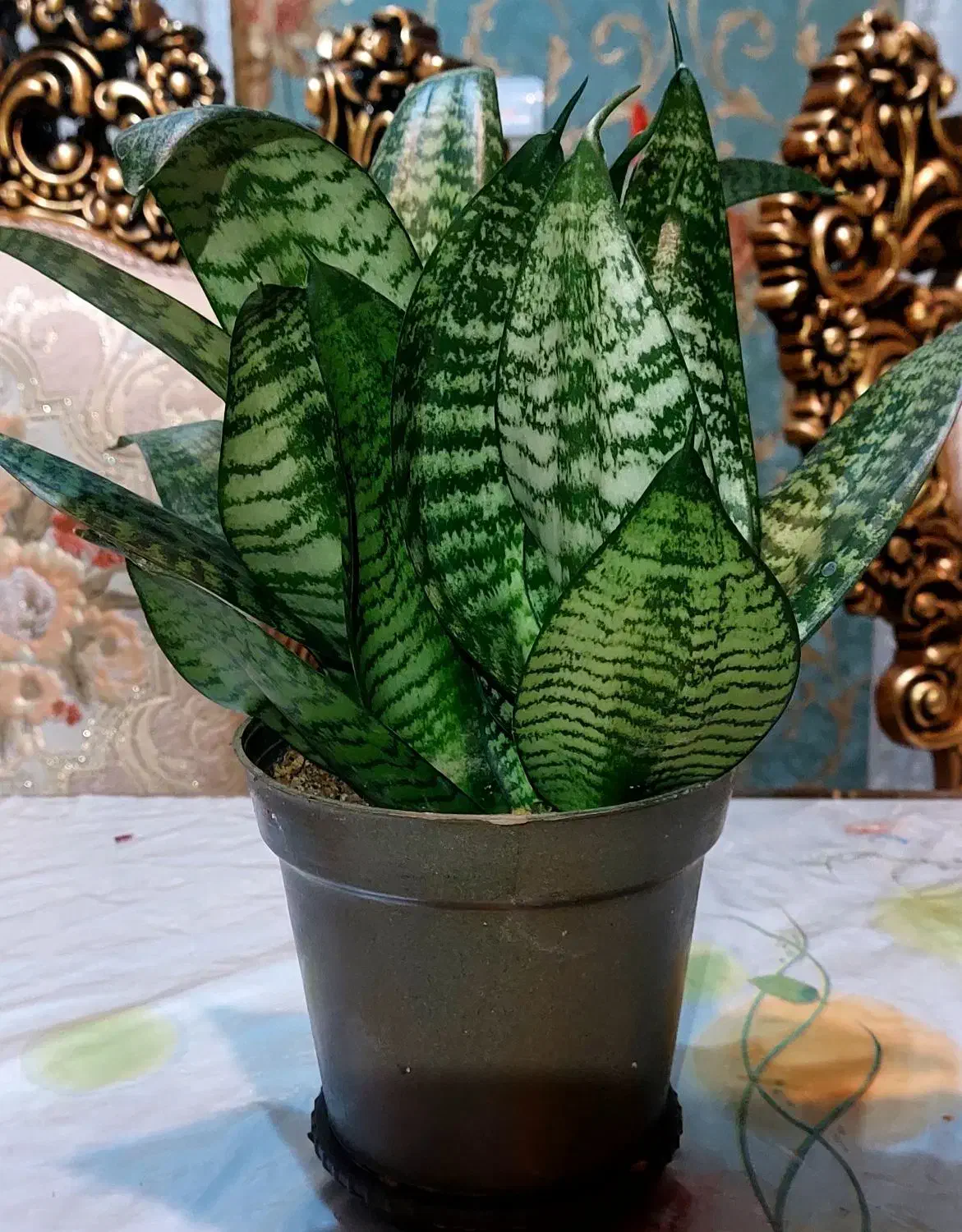 گل سانسوریای زیبا|گل و گیاه طبیعی|تبریز, |دیوار