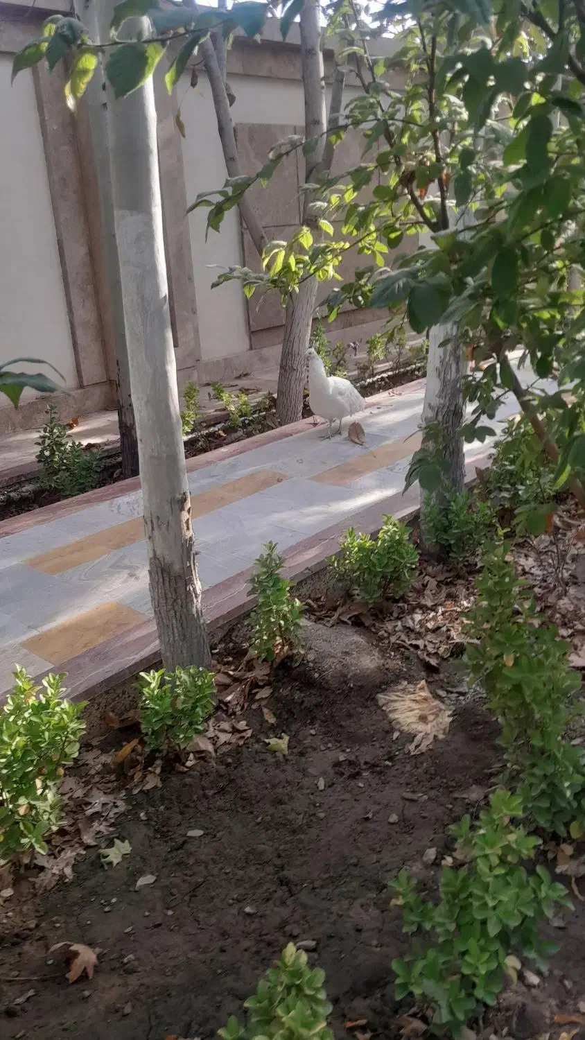 طاووس|پرنده|مشهد, وکیلآباد|دیوار