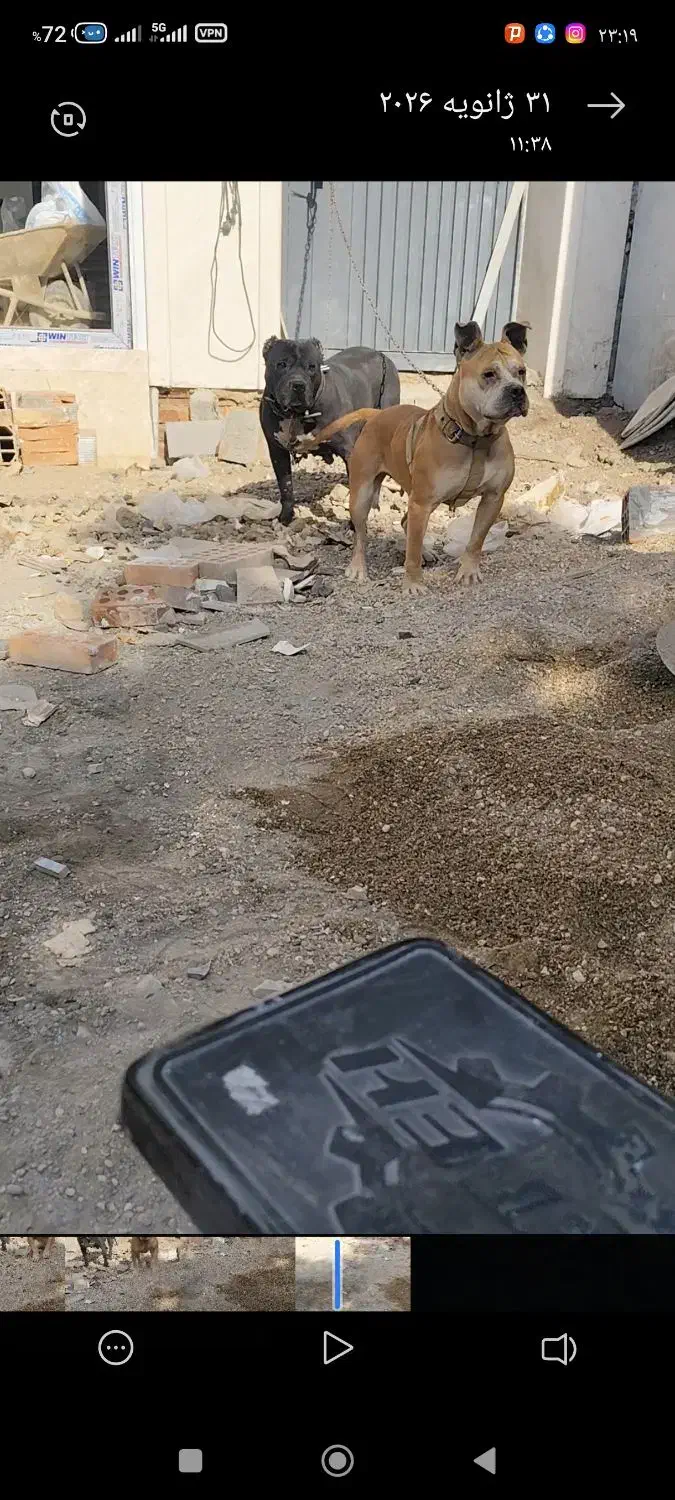 پیت بول ماده|سگ|گنبد کاووس, |دیوار