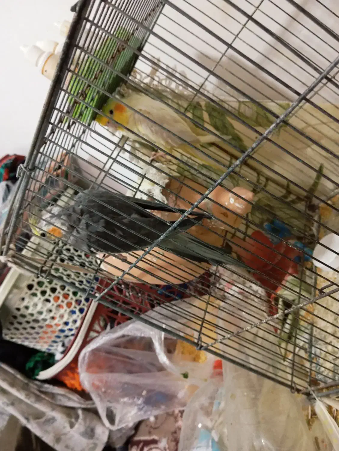 عروس و مرغ عشق|پرنده|علی‌آباد کتول, |دیوار