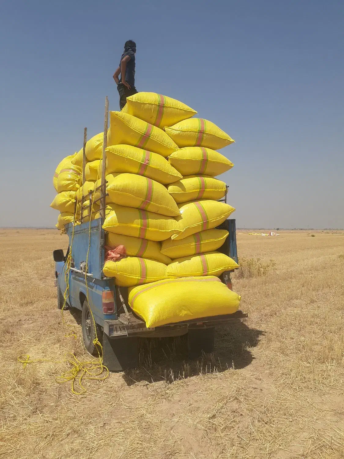 خریدوفروش.کاه دیم کاه  کمباینی ریزونرم امسال|لوازم جانبی حیوانات|شوشتر, |دیوار