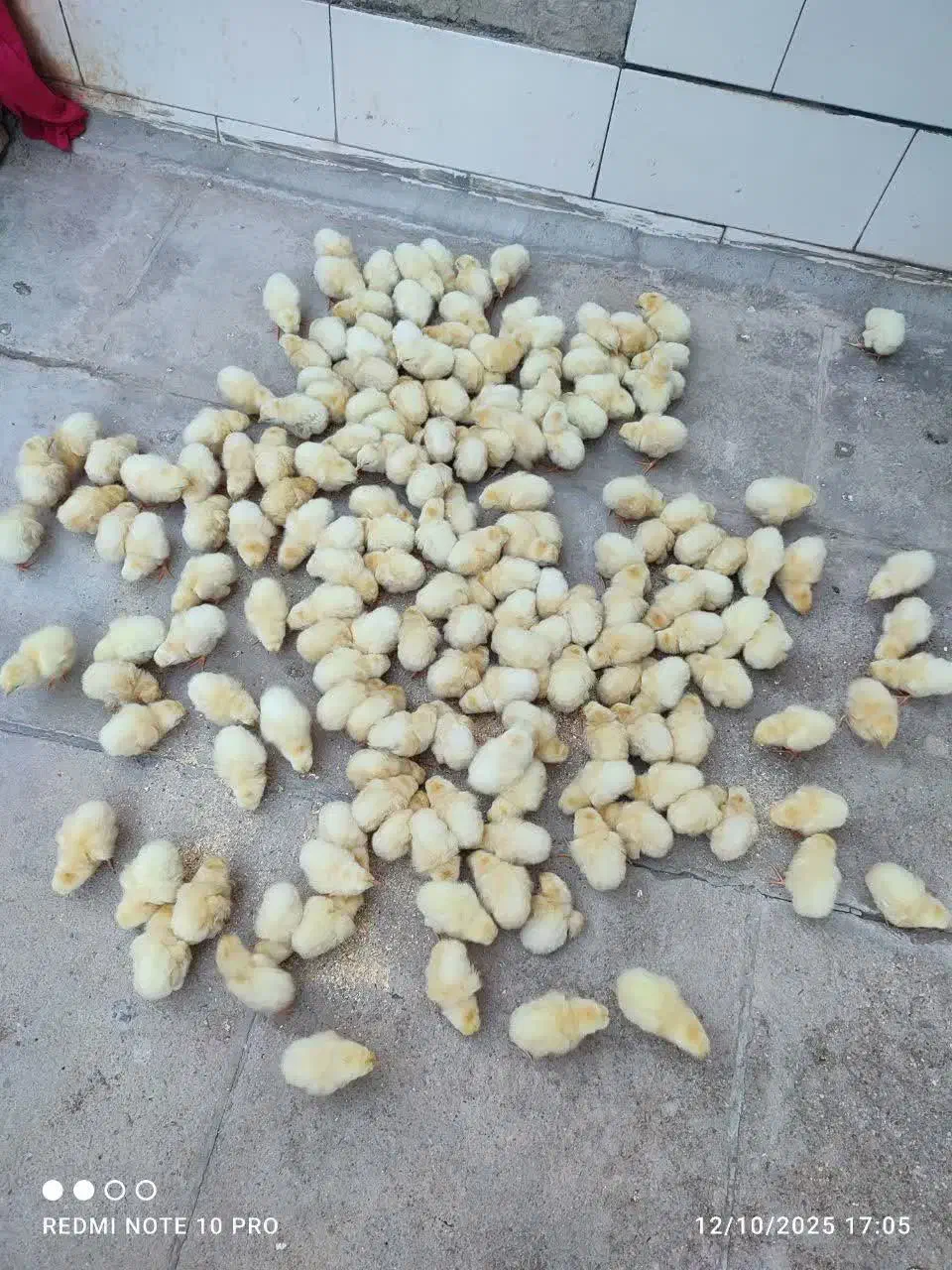 جوجه گوشتی راس 308|حیوانات مزرعه|اردکان, |دیوار