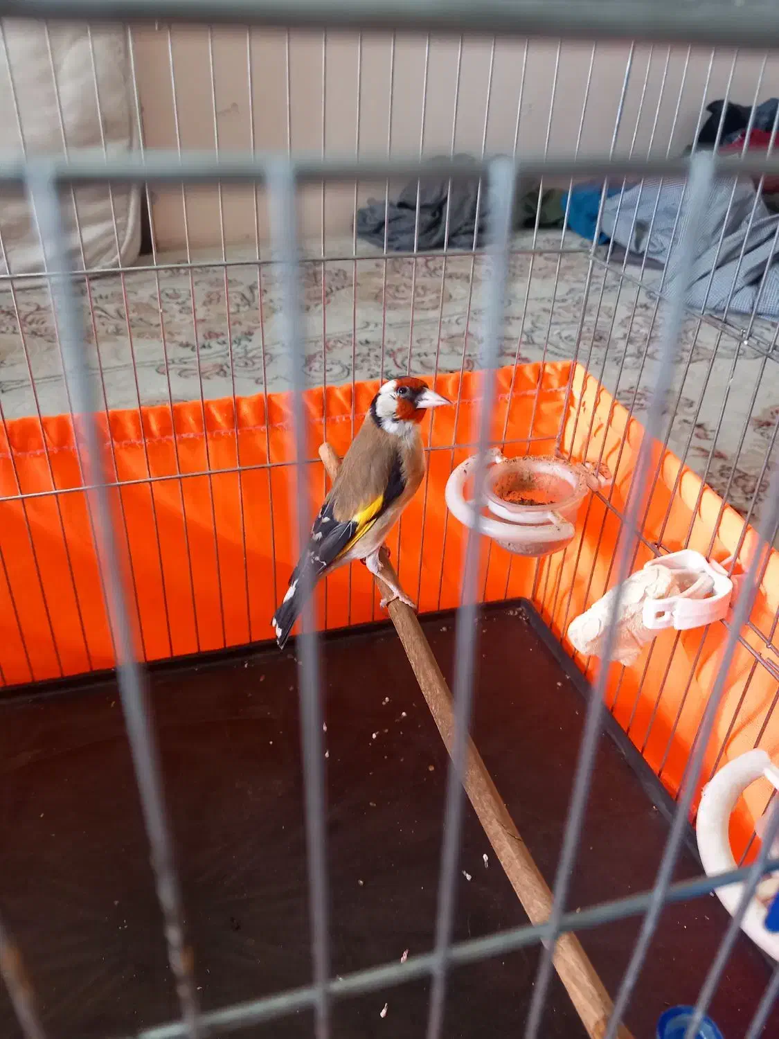 پرنده سهره|پرنده|ری, شهادت|دیوار