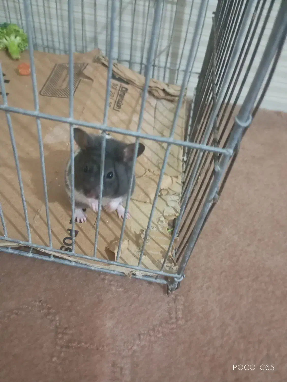 همستردو عدد یکی300|موش و خرگوش|سیرجان, |دیوار