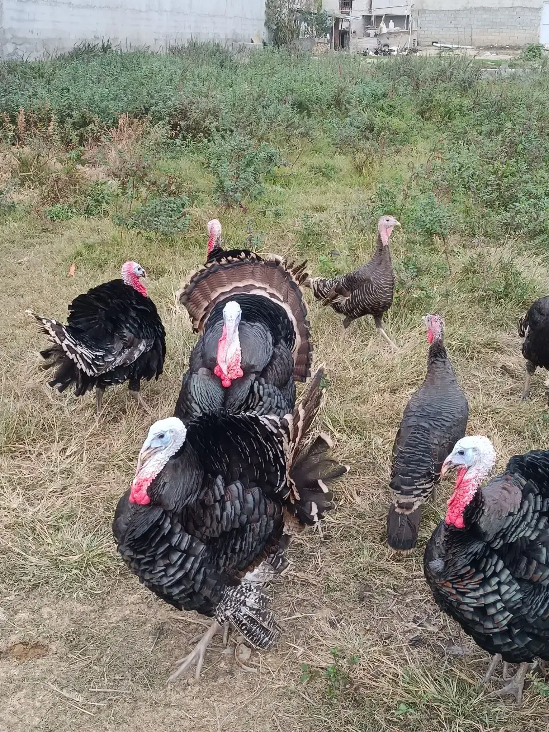 بوقلمون محلی|حیوانات مزرعه|آمل, |دیوار