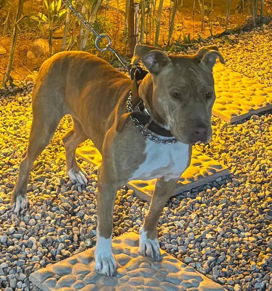 فروش سگ پیت بول ماده ۸ماهه|سگ|قرچک, شهرک طلائیه|دیوار