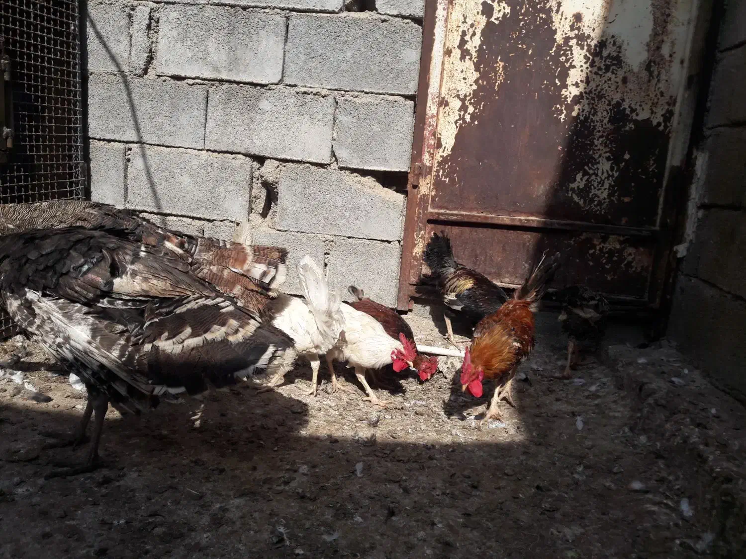 بوقلمون|حیوانات مزرعه|چمران, |دیوار