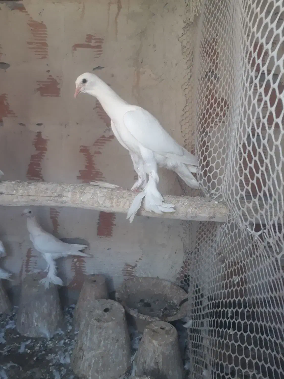 اوجا پاچا لوتی کبوتر|پرنده|تبریز, |دیوار