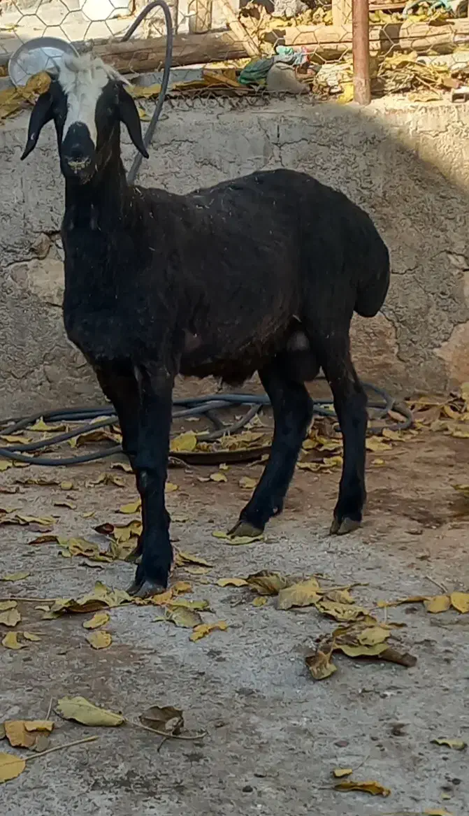 برهقوچ شالی|حیوانات مزرعه|آبگرم, |دیوار