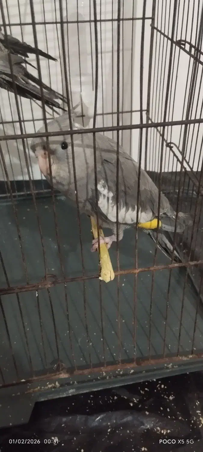 ۳عددعروس هلندی|پرنده|قم, انسجام|دیوار