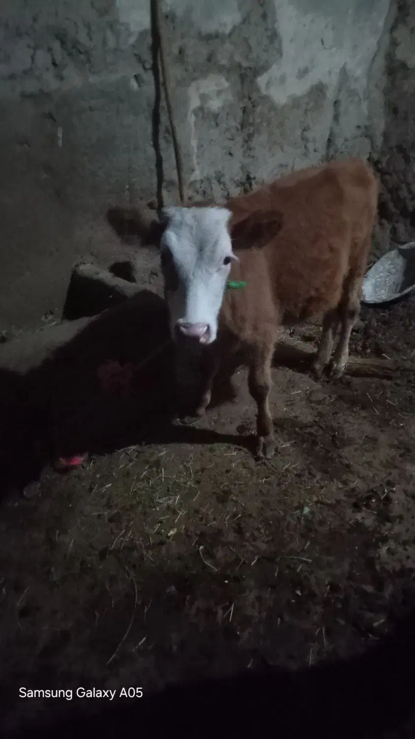 گاو|حیوانات مزرعه|مهربان, |دیوار