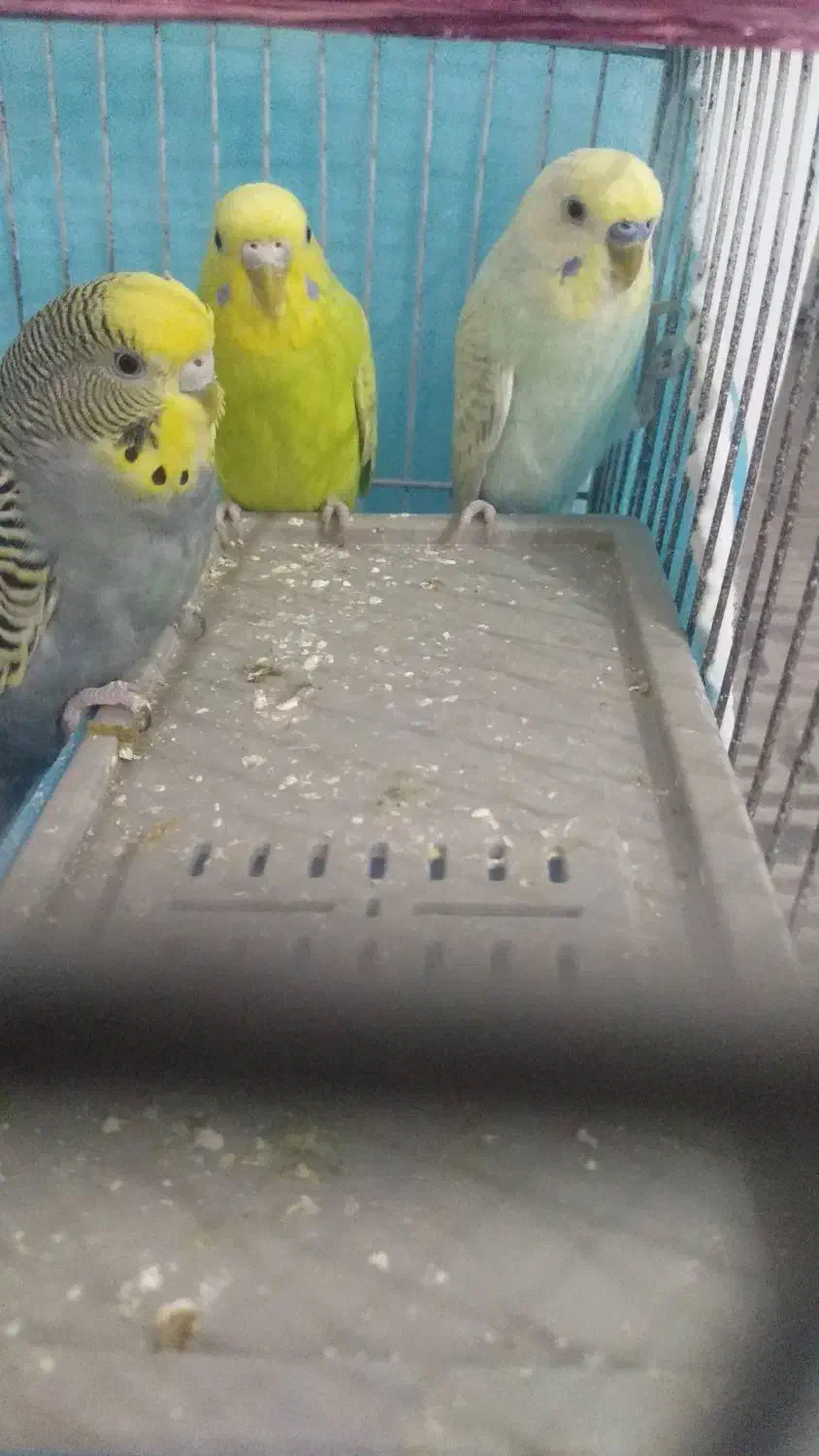 مرغ عشق|پرنده|زاهدان, |دیوار