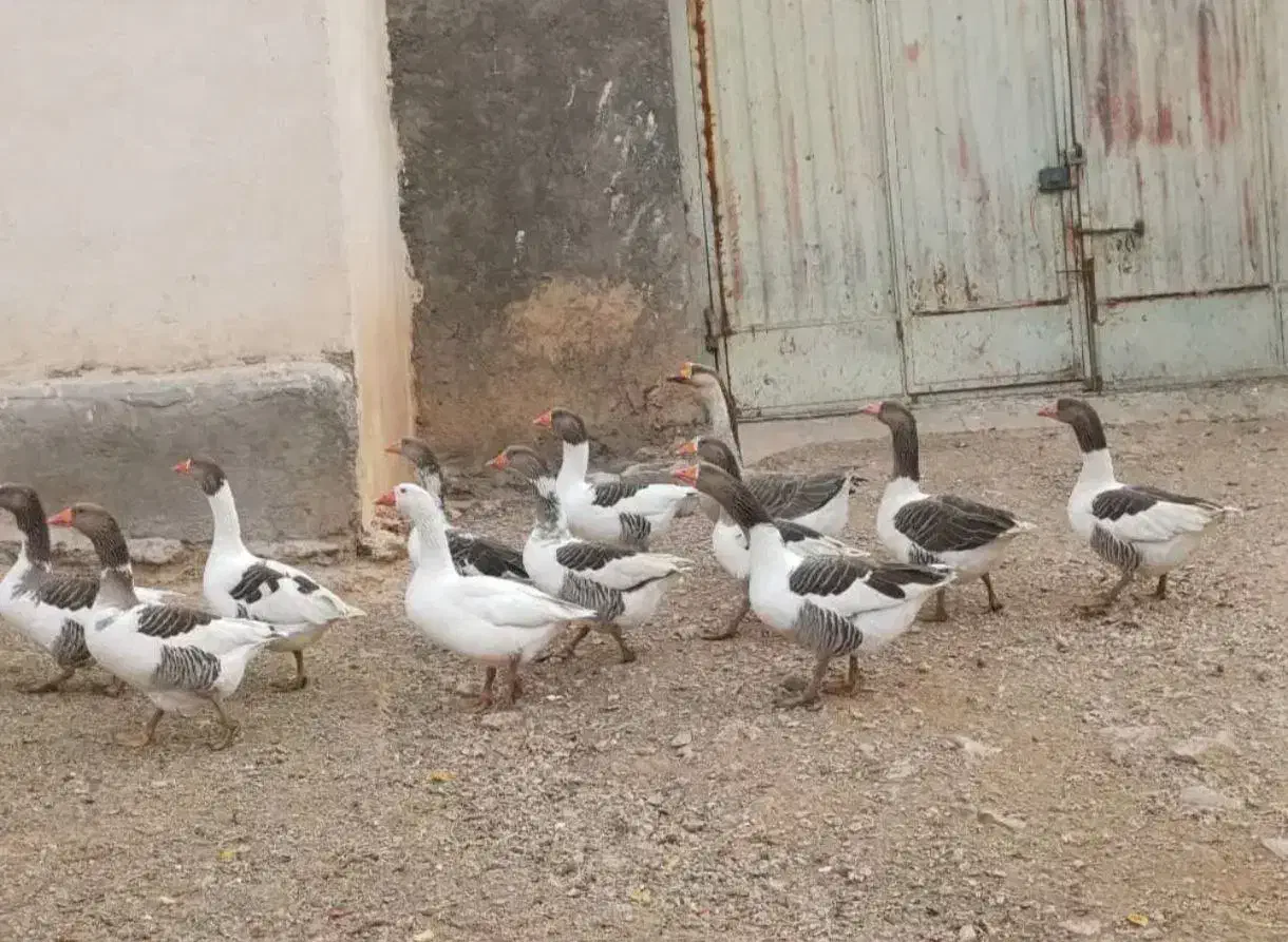 غازدوساله|حیوانات مزرعه|باروق, |دیوار