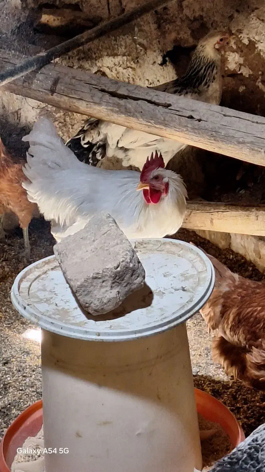 خروس گلپایگانی ۶ماهه|حیوانات مزرعه|یزد, |دیوار