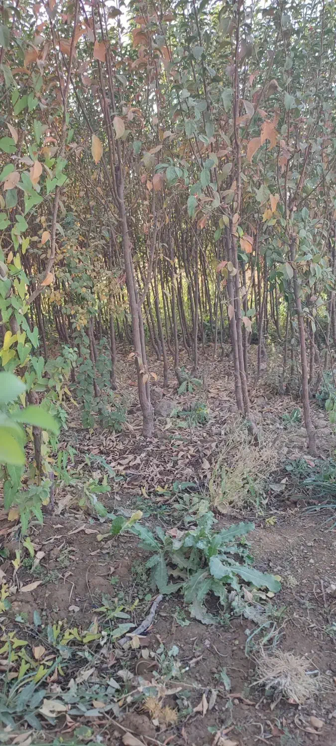 انواع نهالهای مسمروغیرمسمر فقد45هزار دیال اباد|خدمات باغبانی و درختکاری|قزوین, |دیوار