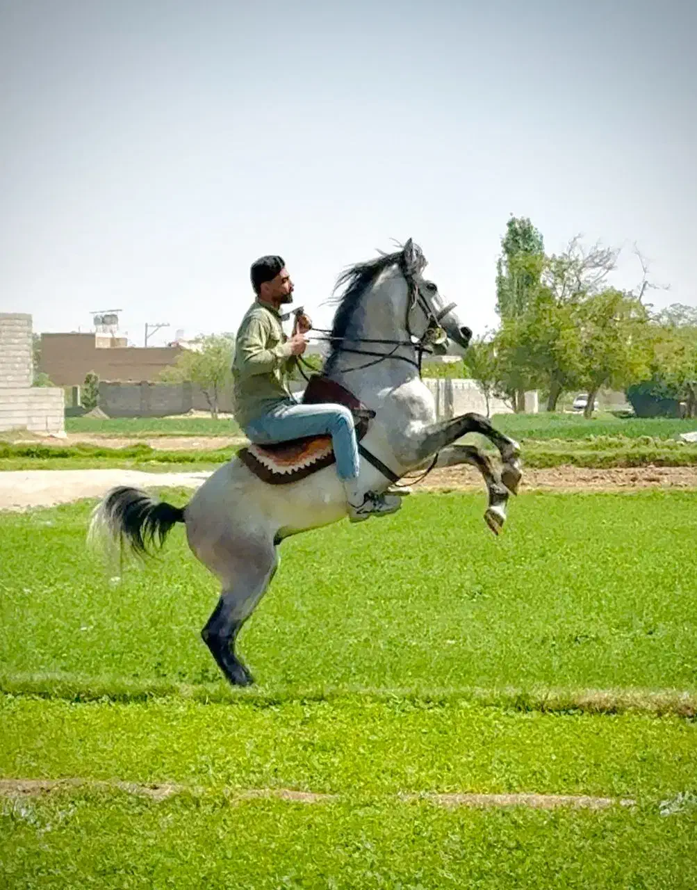 نریان ۱ کردی پرخون و دمگیر|اسب و تجهیزات اسب‌سواری|اصفهان, رهنان|دیوار