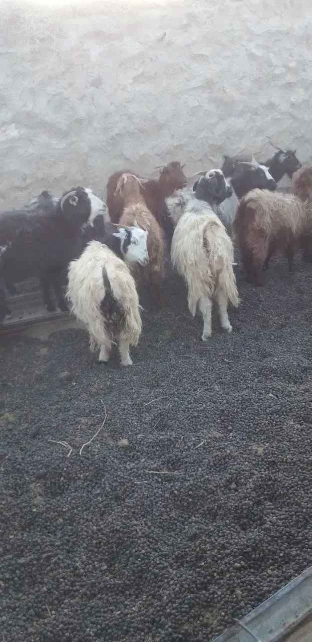 بز دورگ محلی ابستن|حیوانات مزرعه|جلگه ماژان, |دیوار