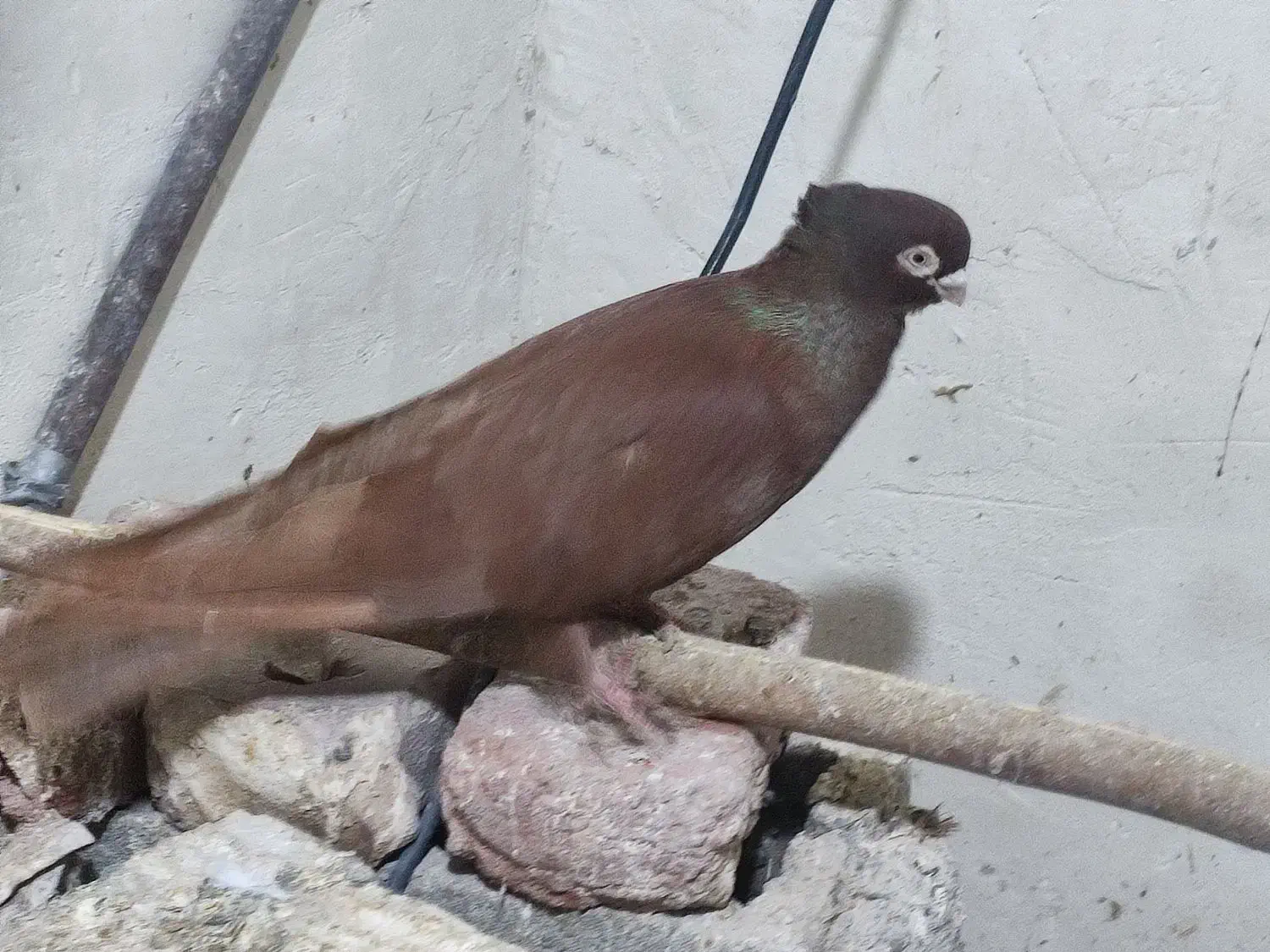 فروشی۳عدد کبوتر صرب|پرنده|چهاربرج, |دیوار