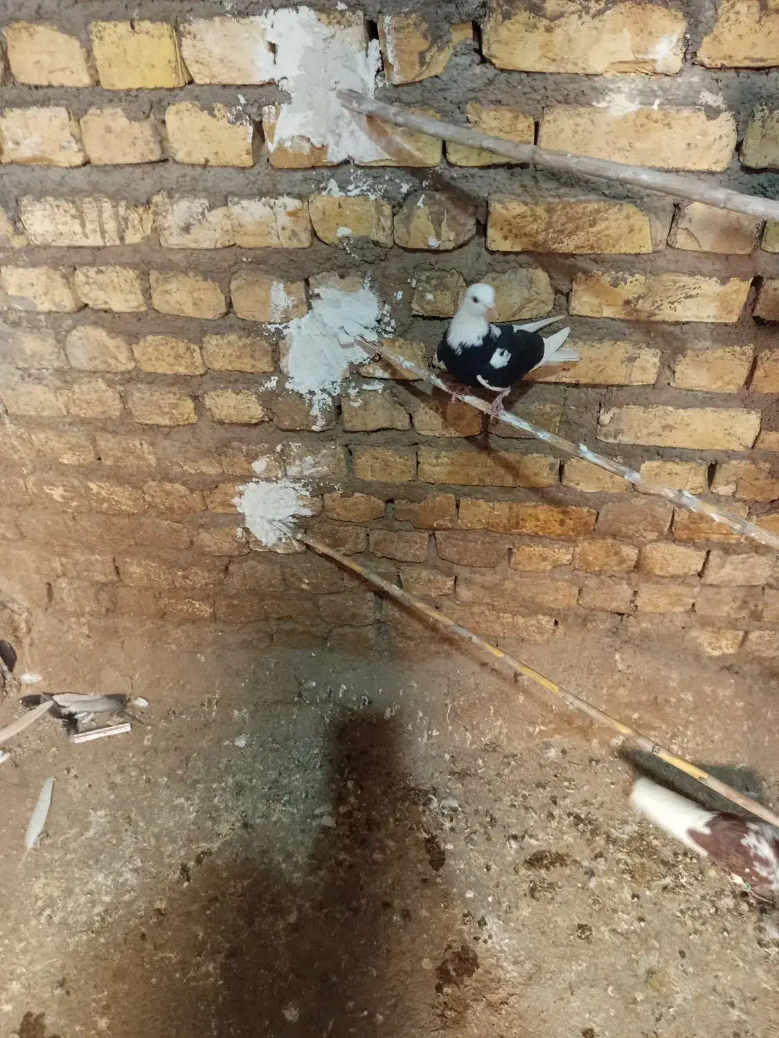 کفتر|پرنده|آران و بیدگل, |دیوار