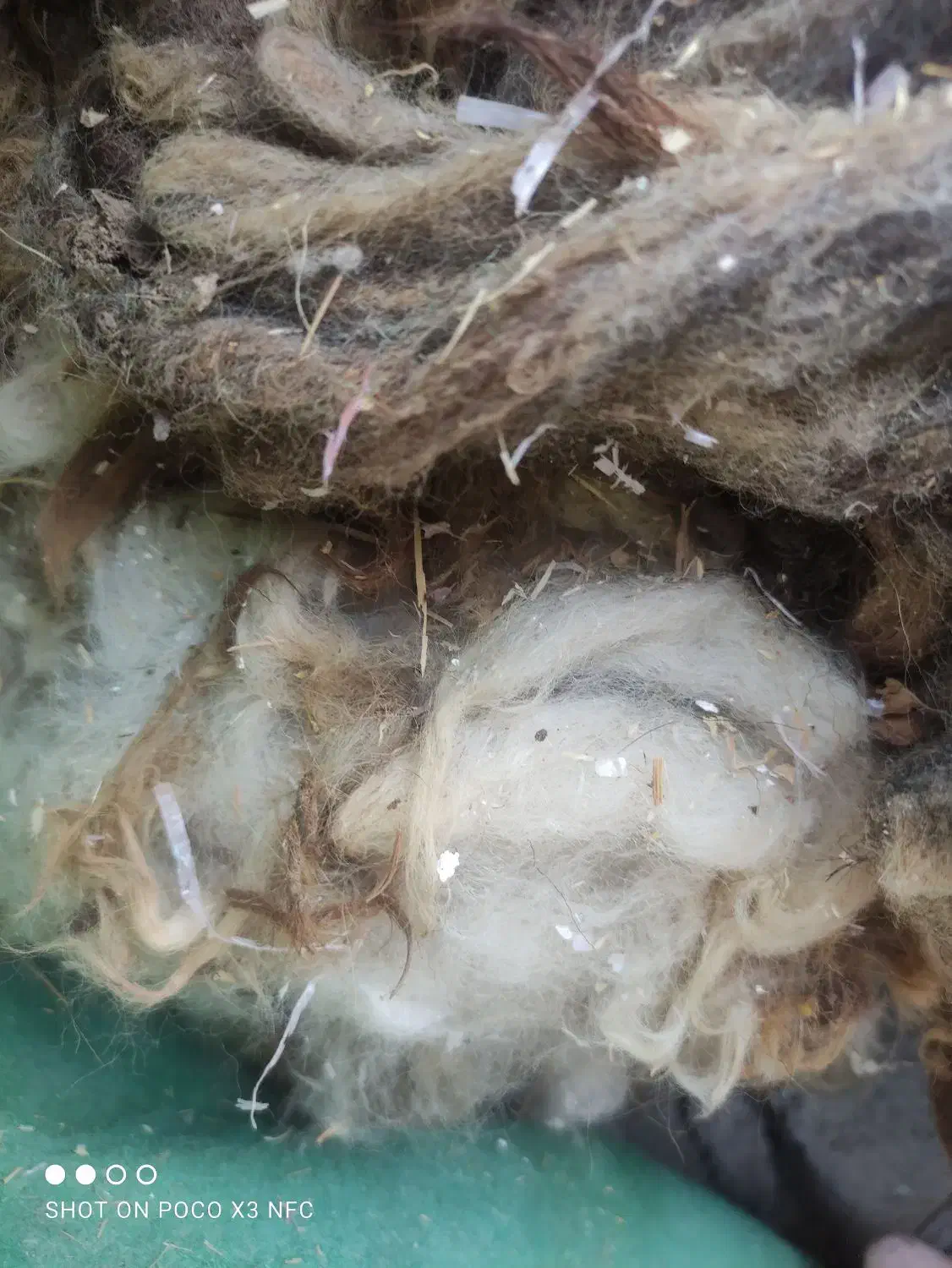 پشم گوسفند|رختخواب، بالش، پتو|خورموج, |دیوار