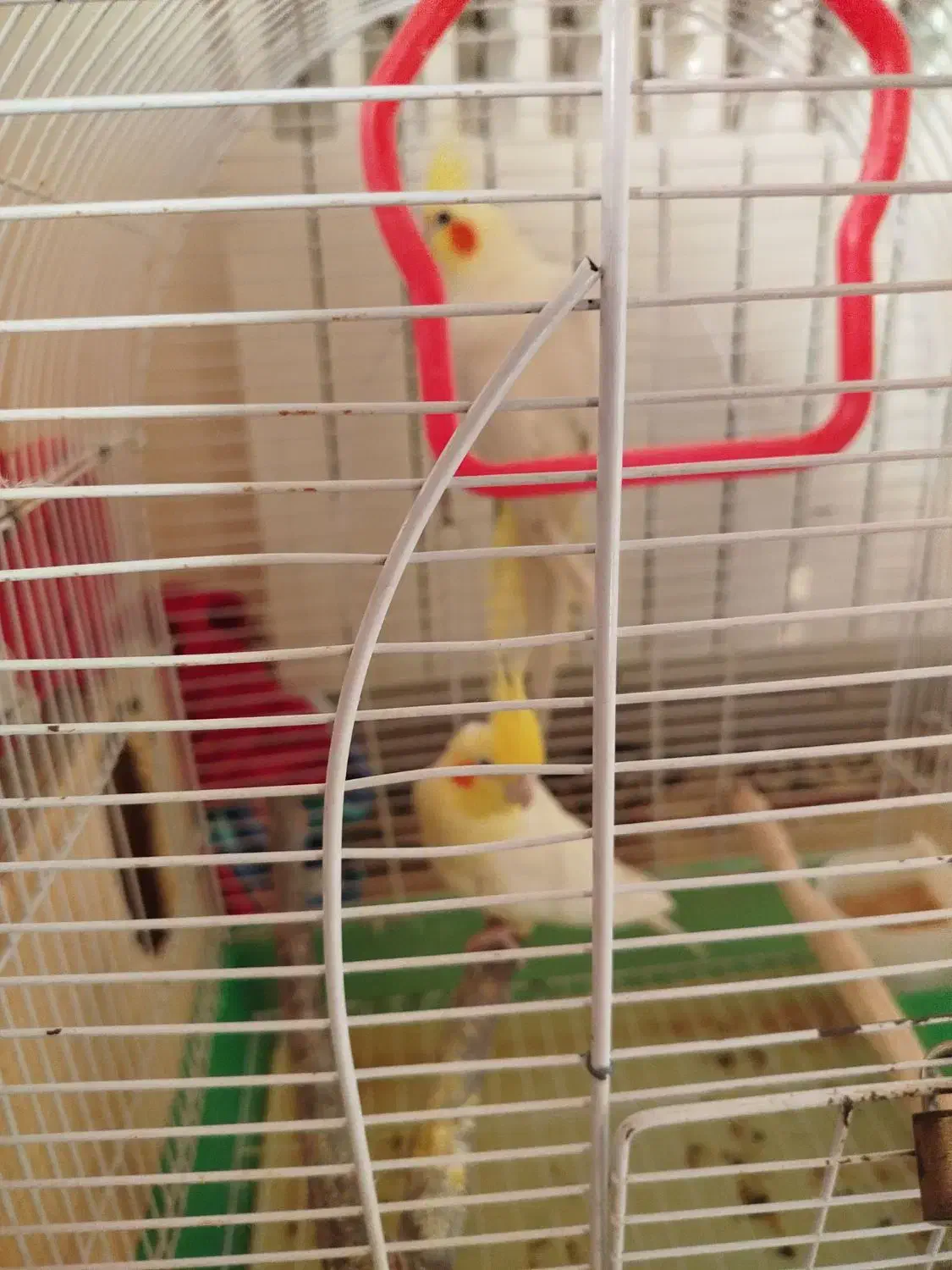 طوطی عروس هلندی لوتینو جفت مولد|پرنده|بابل, |دیوار