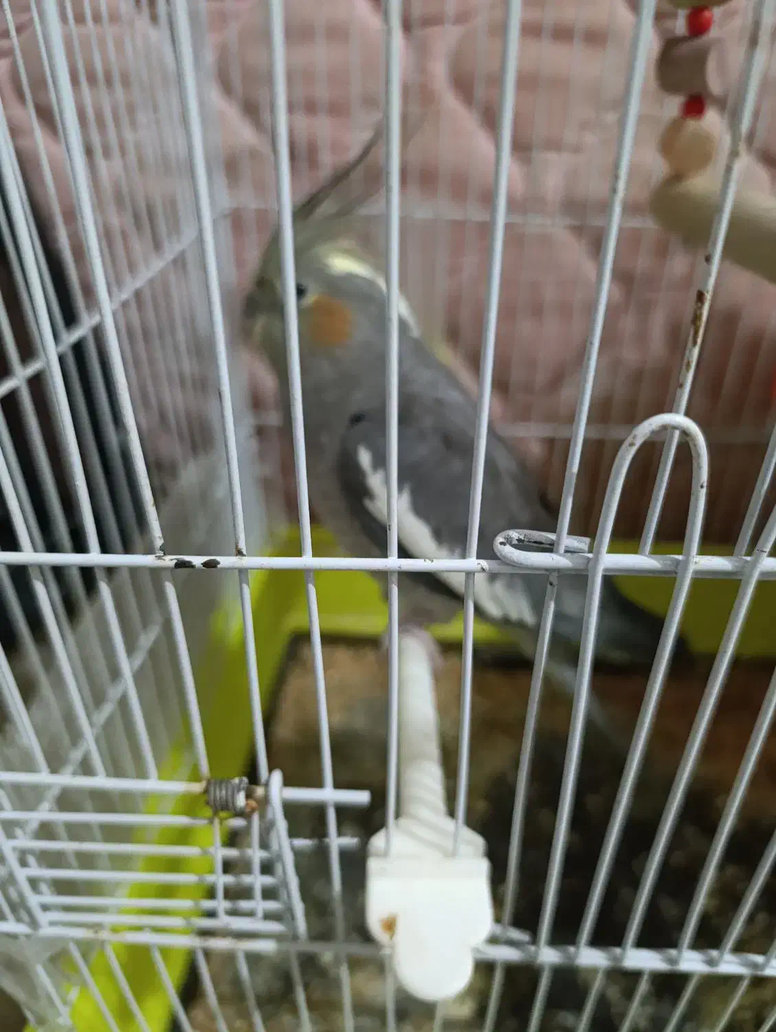 عروس هلندی نر و ماده معاوضه با کفتر|پرنده|مشهد, شهید قربانی|دیوار