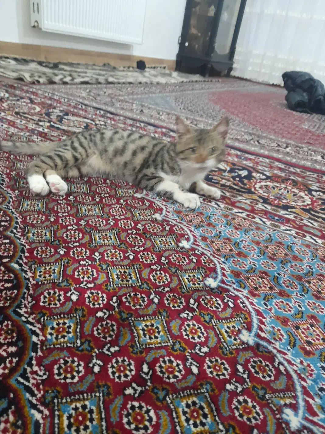 واگذاری گربه|گربه|اردبیل, |دیوار