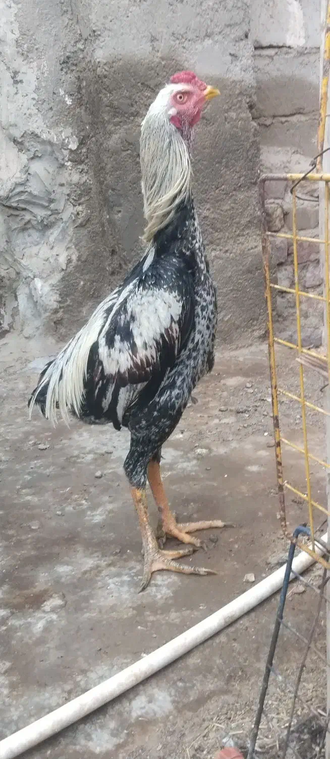 جوجه خروس لاری|حیوانات مزرعه|ایرانشهر, |دیوار