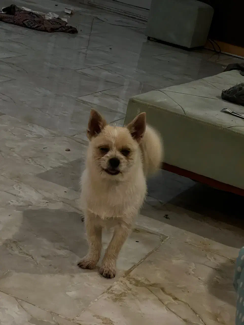 شیتزو ۳ ماهه و پامر ۳ ماهه|سگ|گرگان, |دیوار