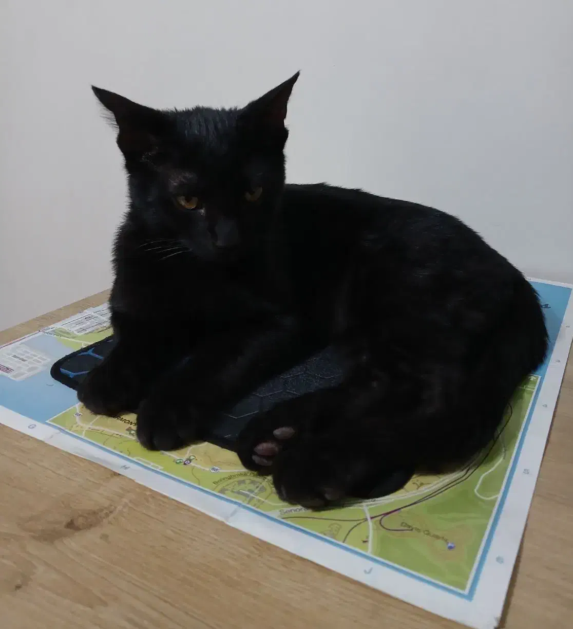 گربه dsh|گربه|ری, اقدسیه|دیوار