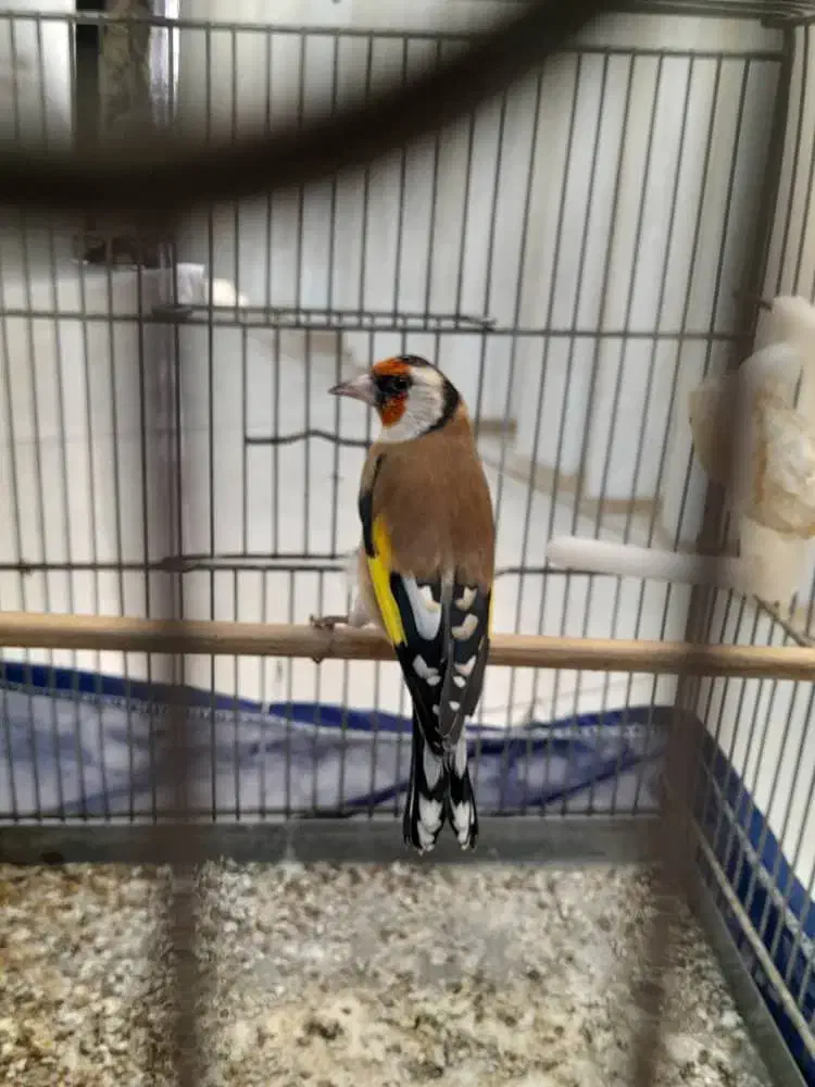 سهره نر|پرنده|ری, دیلمان|دیوار