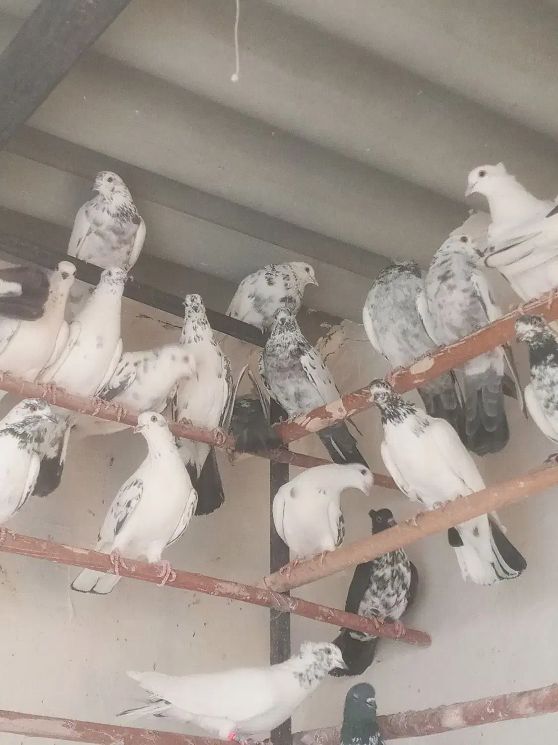 کفترگرویی|پرنده|کاشان, شهرک صنعتی کویر|دیوار